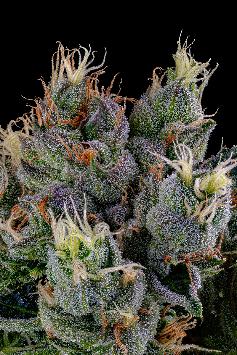 Our homegrown cannabis