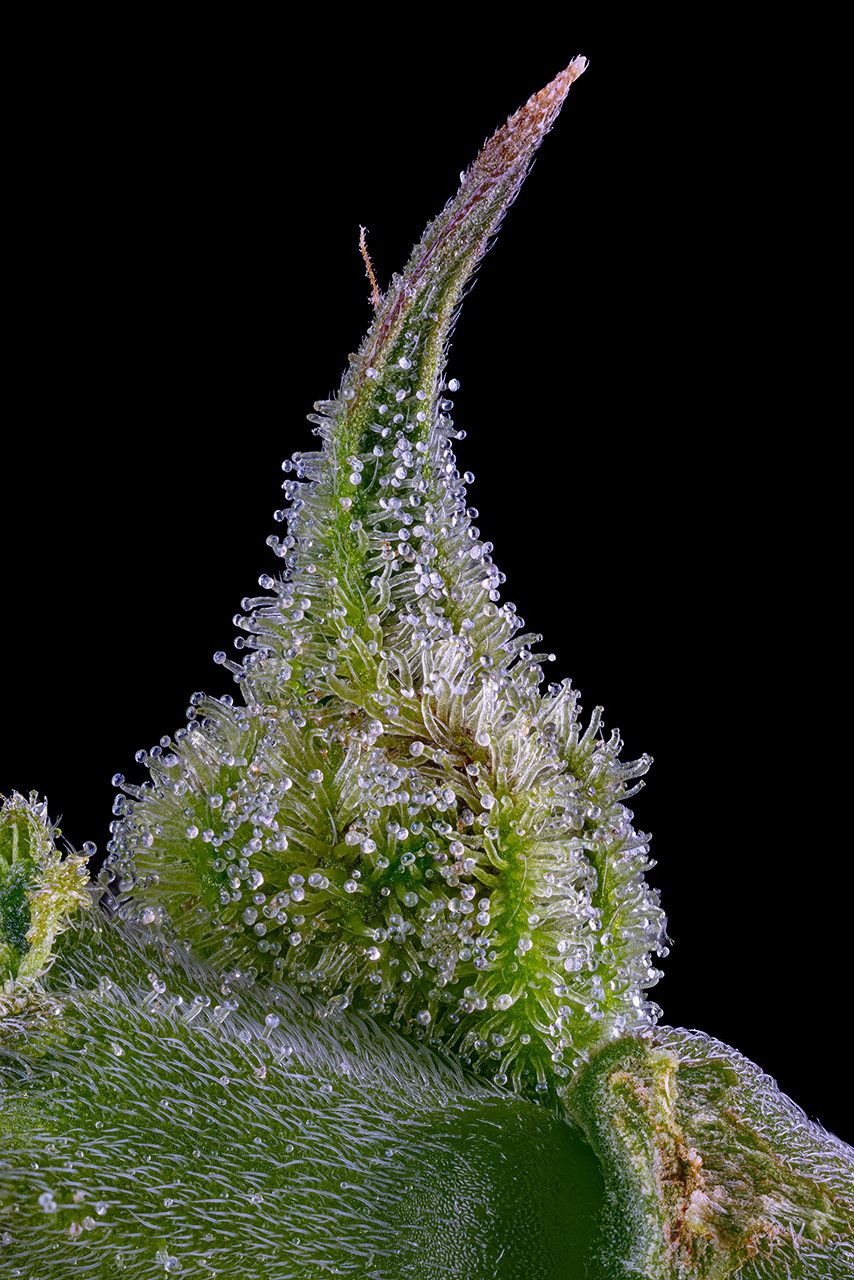 Our homegrown cannabis