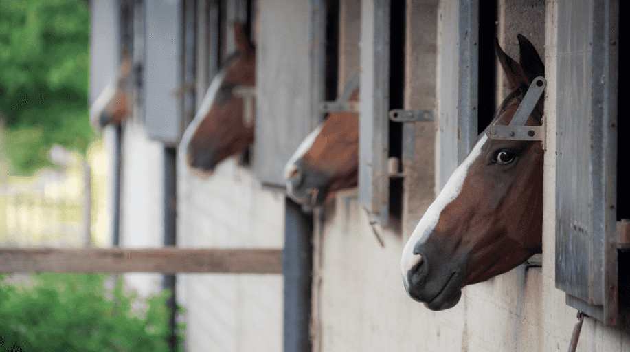 Horses peeking out of stable windows in a row.