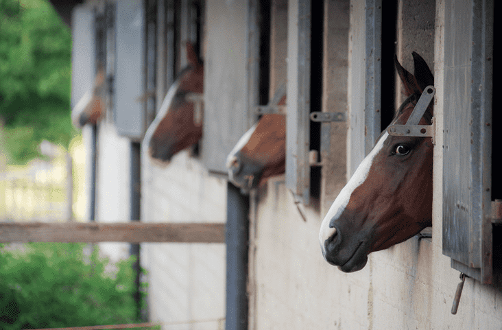Horses peeking out of stable windows in a row.
