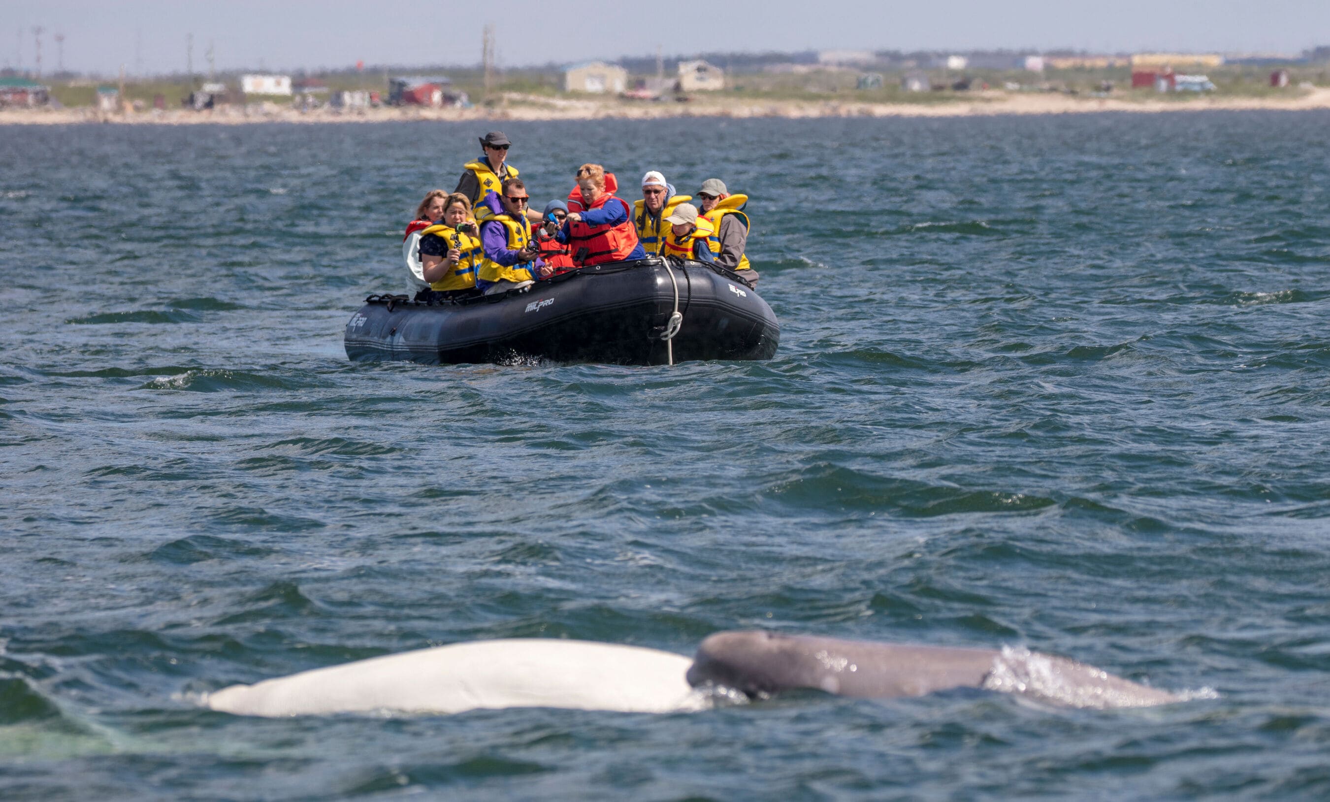 beluga whales and zodiac tour