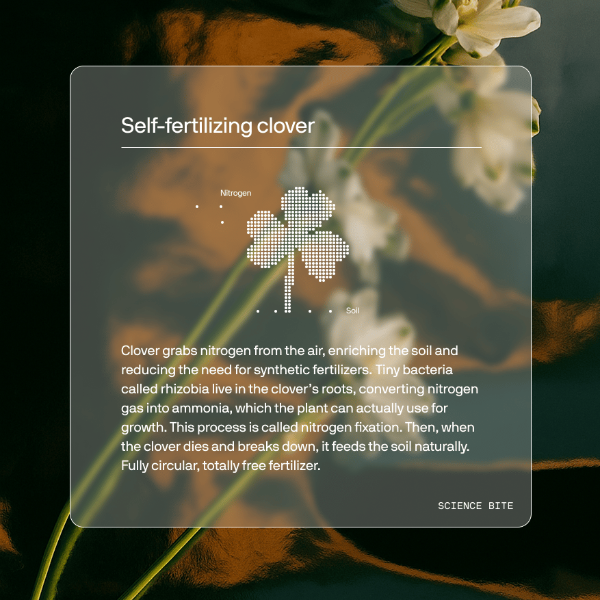 Clover grabs nitrogen from the air, enriching the soil and reducing the need for synthetic fertilizers. Tiny bacteria called rhizobia live in the clover’s roots, converting nitrogen gas into ammonia, which the plant can actually use for growth. This process is called nitrogen fixation. Then, when the clover dies and breaks down, it feeds the soil naturally. Fully circular, totally free fertilizer.