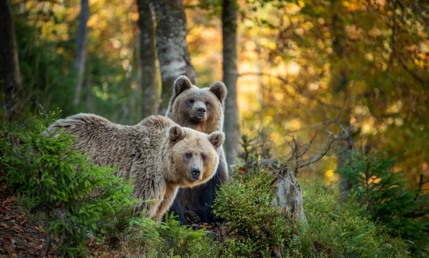 Nature: The New (Reporting) Kid on the Block