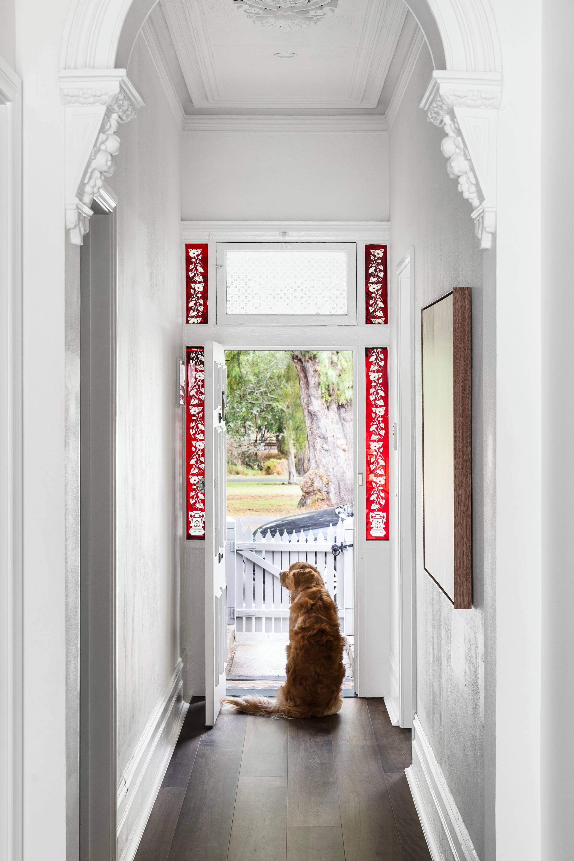 Golden retriever sitting in a white hallway looking out an open front door with red stained glass panels.
