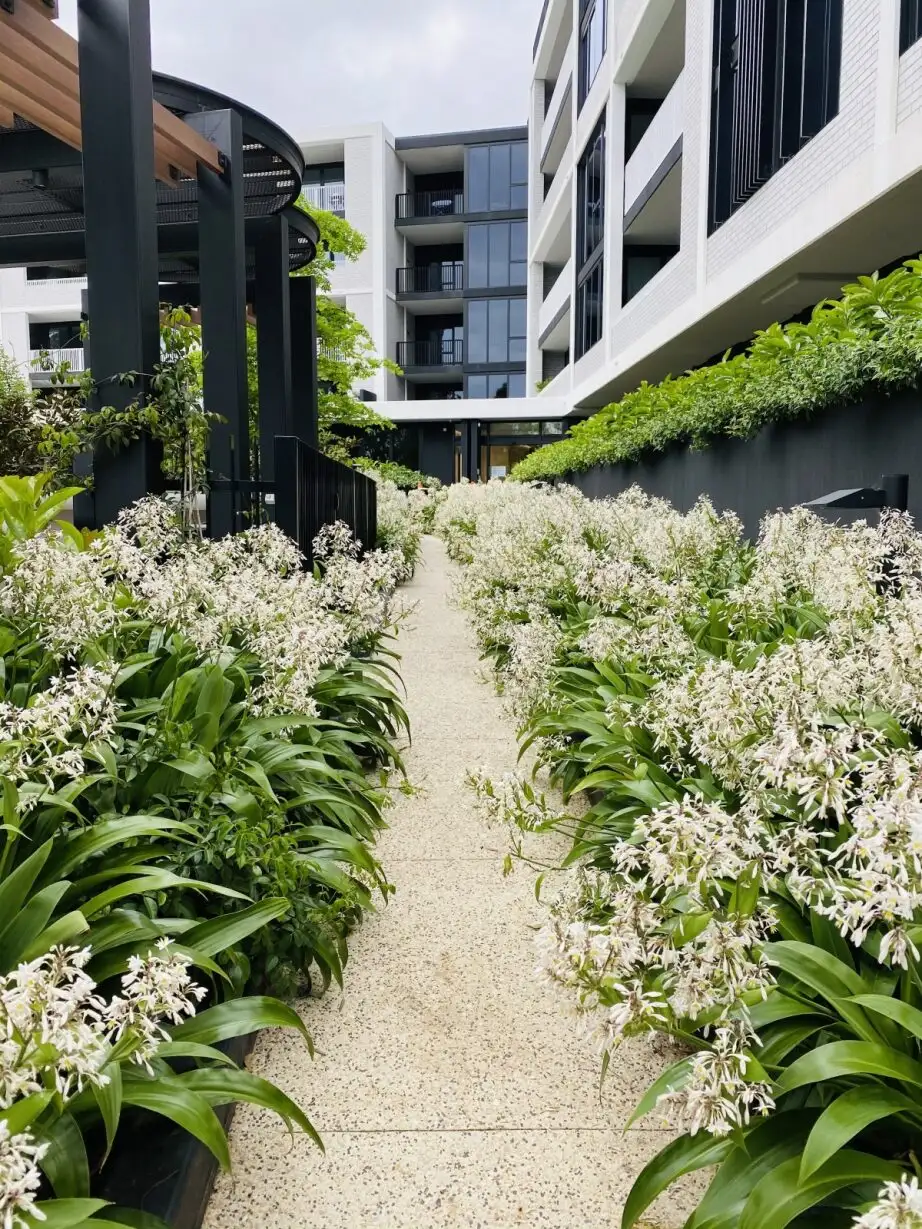 White flowering plants line a path between modern apartment buildings