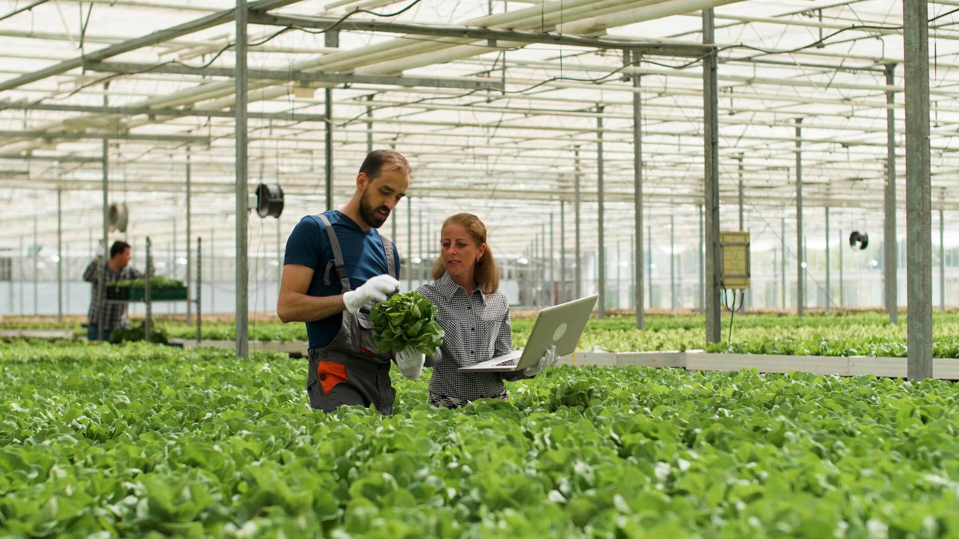 Why Is Urban Agriculture Important: Exploring the Critical Role of Green Infrastructure