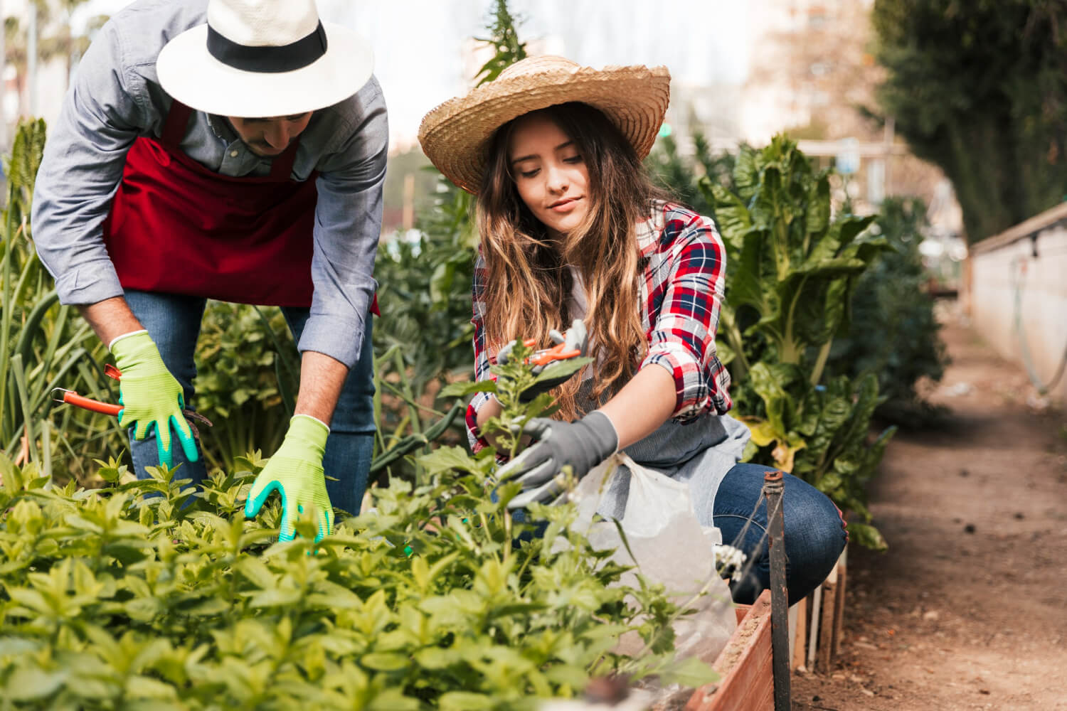 Two gardeners wearing hats tend to green plants in raised garden bed