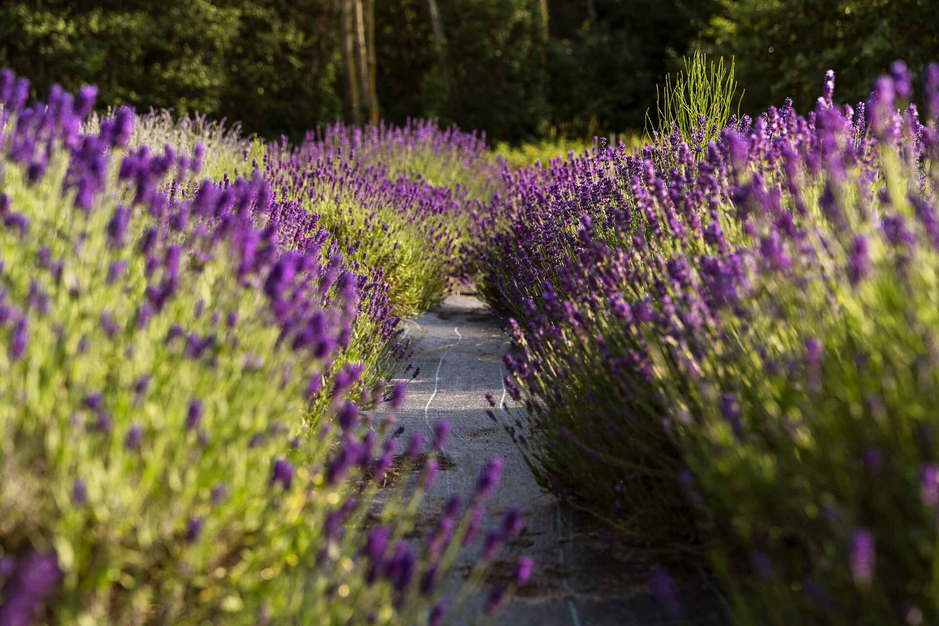 Lavender field with stone path winding through vibrant purple flowers