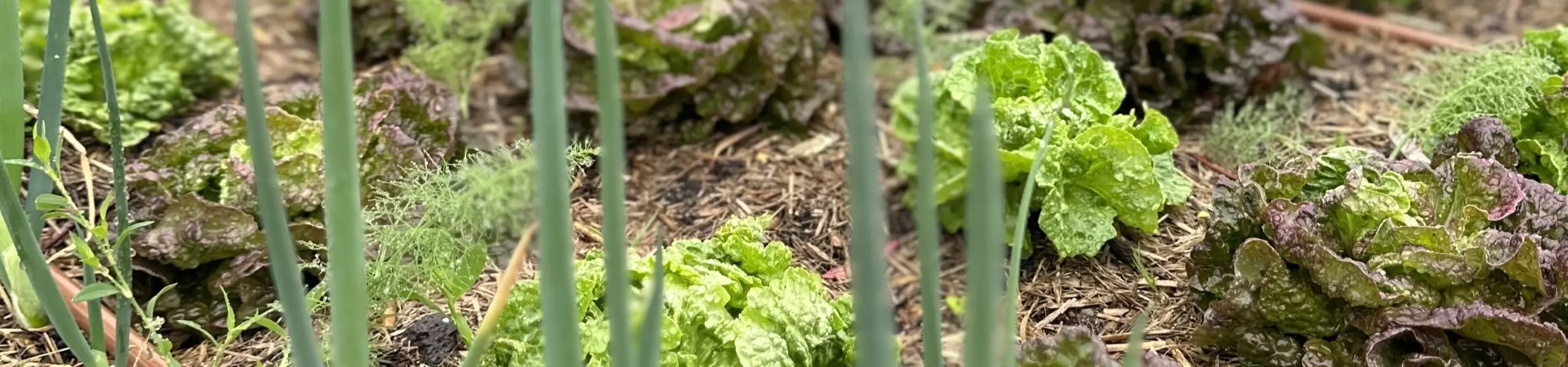 Fresh lettuce and green onions growing in an organic garden bed