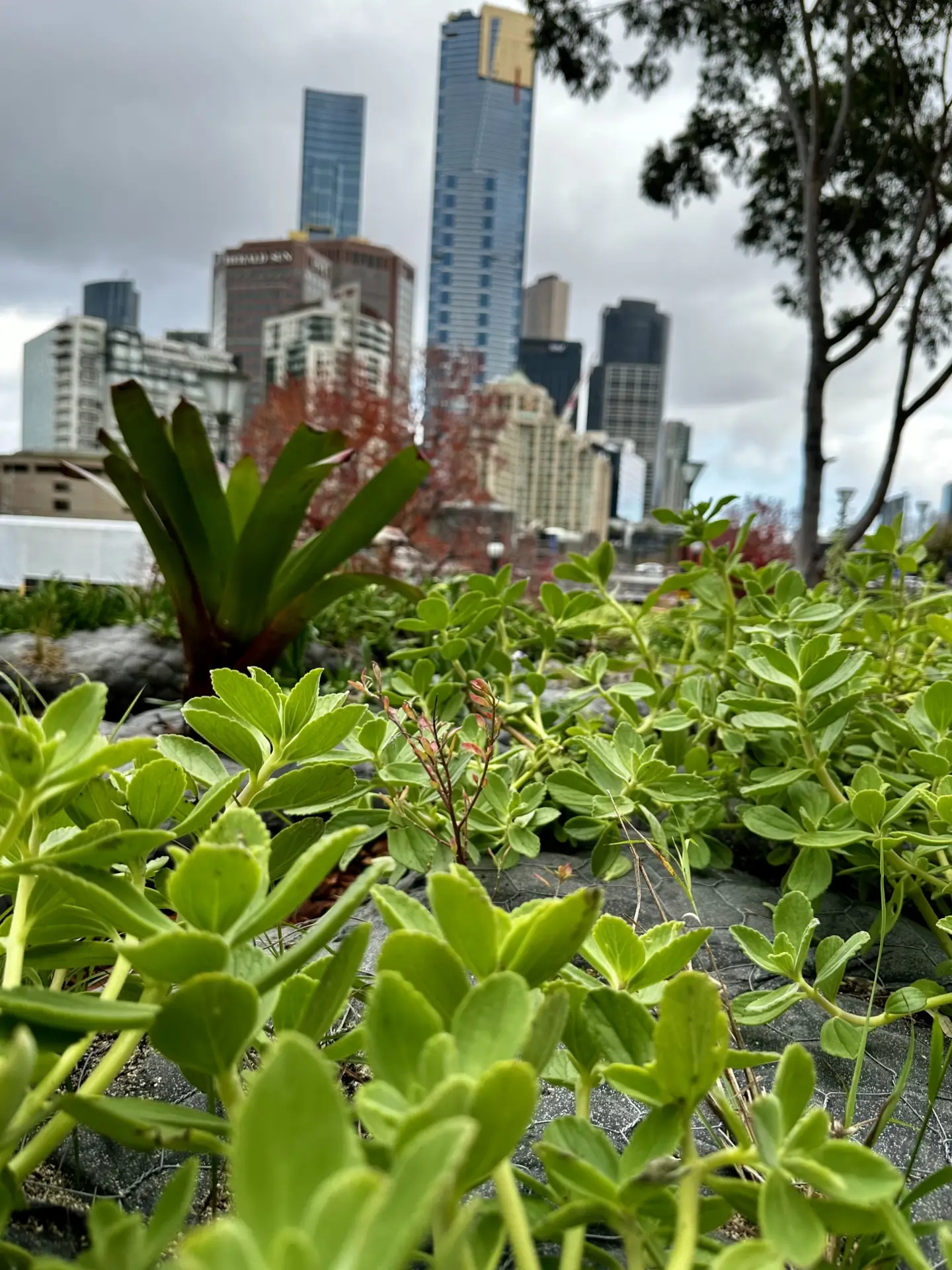 Green rooftop garden with city skyscrapers in the blurred background