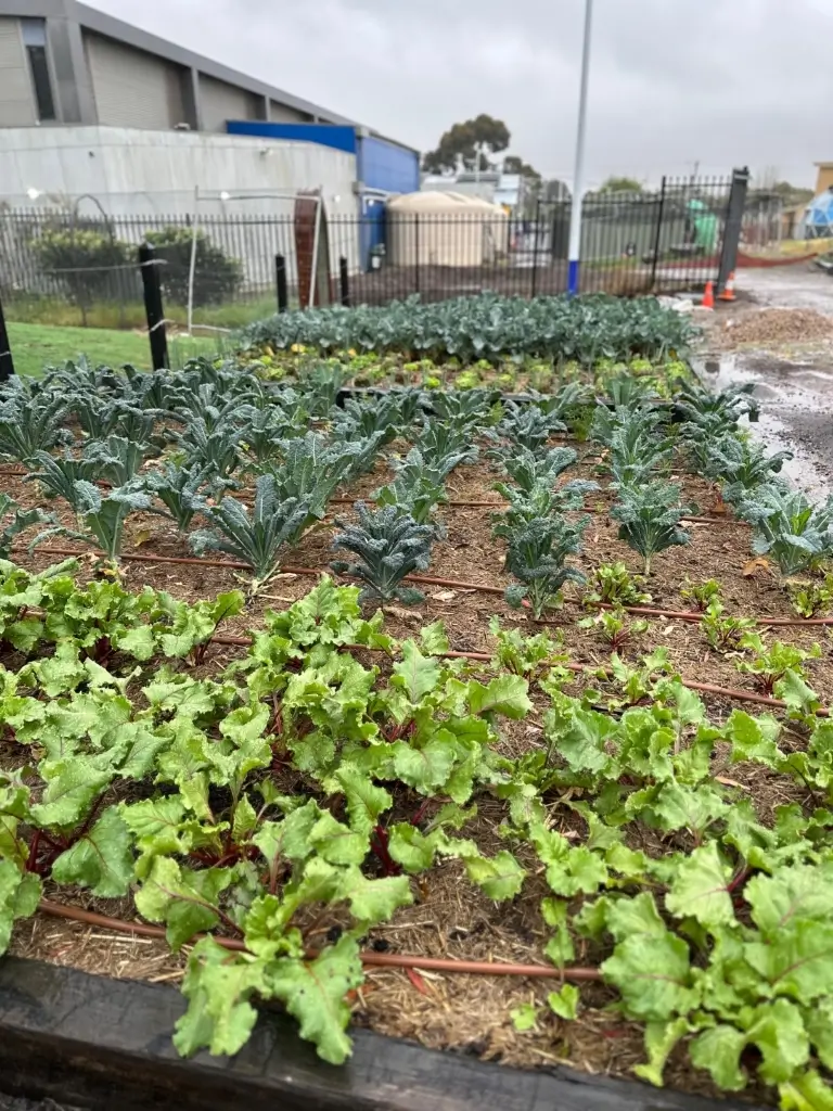 Small outdoor community garden