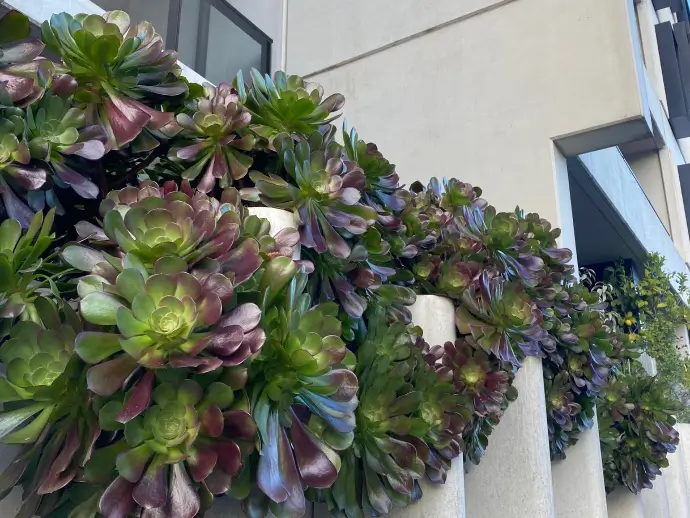 Gardens on top of apartment walls