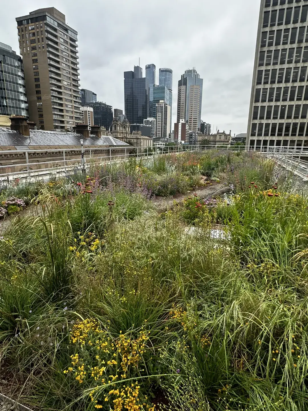 Rooftop garden with native plants and wildflowers, overlooking a city skyline with high-rise buildings.