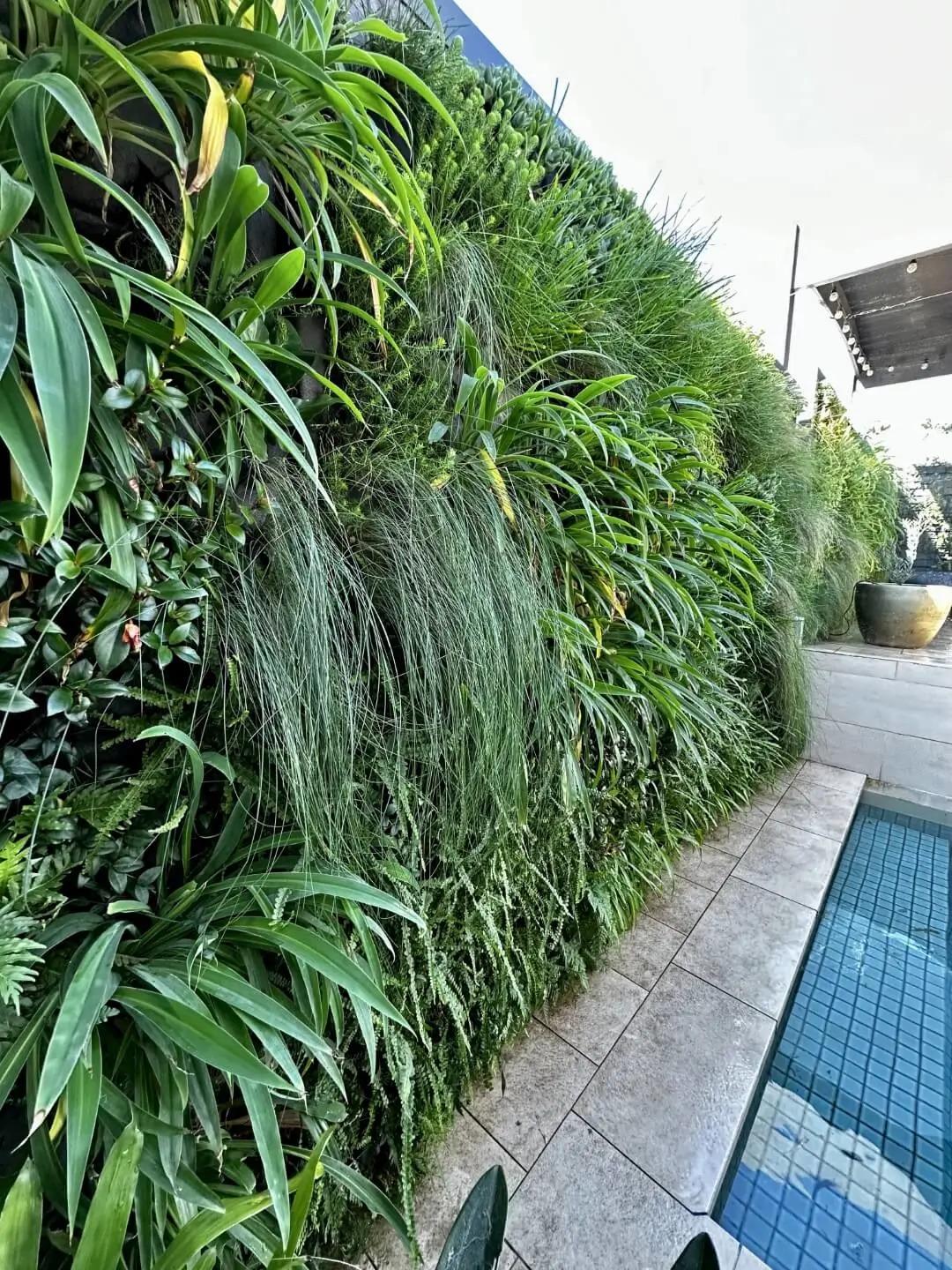 Close-up of a vertical garden with dense greenery next to a tiled pool area.