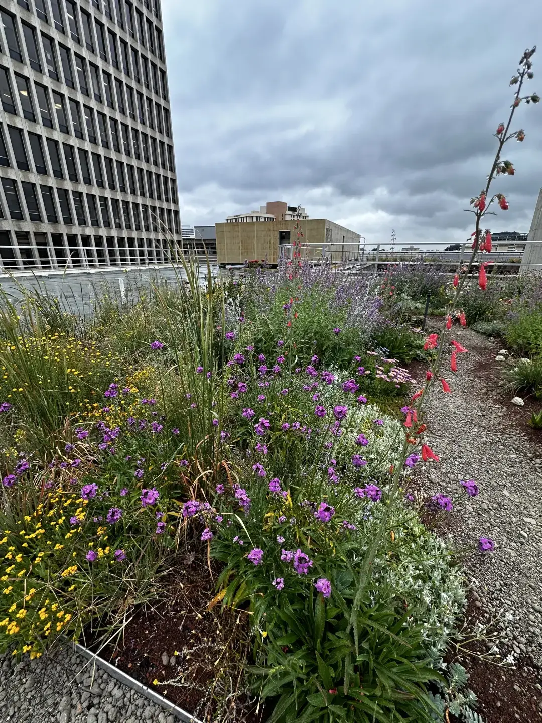 Urban rooftop garden with purple flowers, yellow blooms, and city buildings