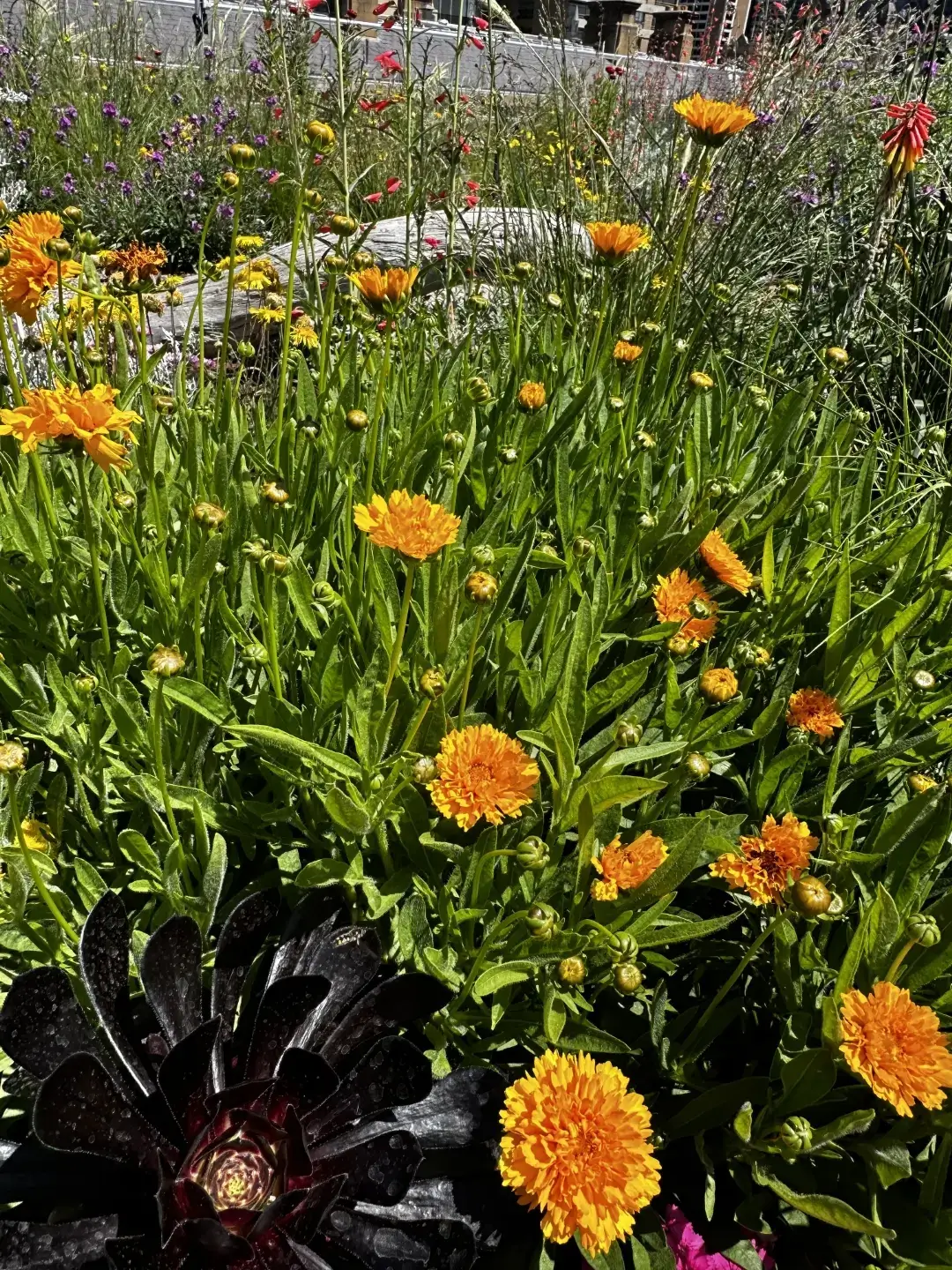 Vibrant garden with orange marigolds, purple flowers, and a dark succulent