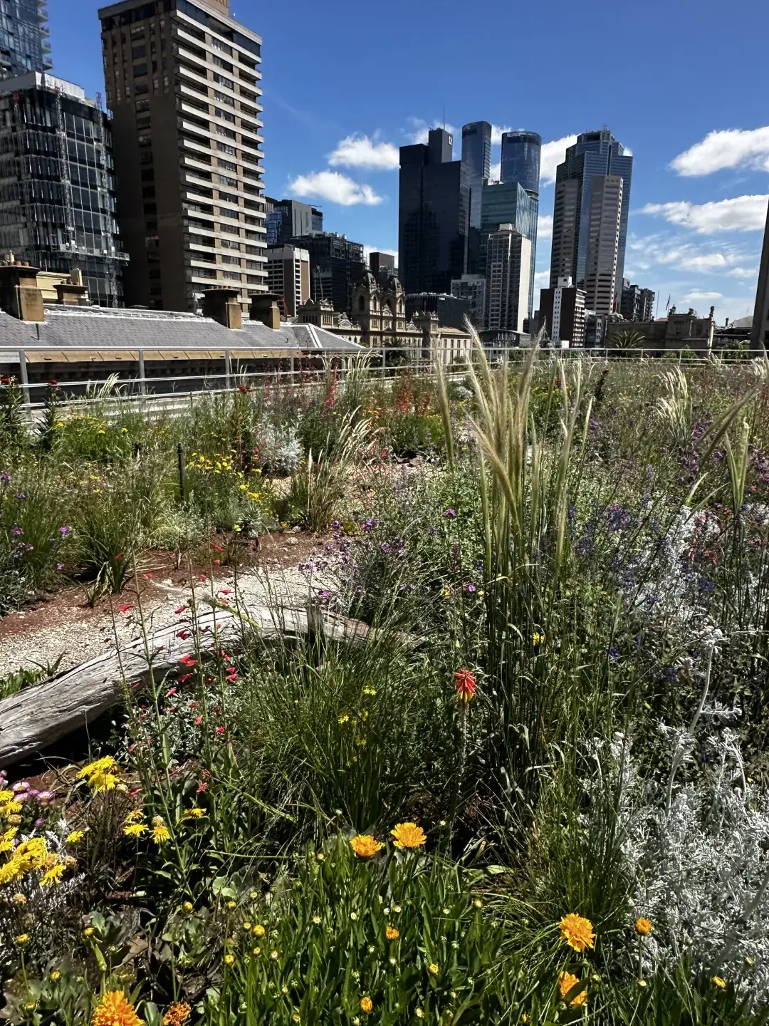 Urban rooftop garden with wildflowers and skyscrapers in background