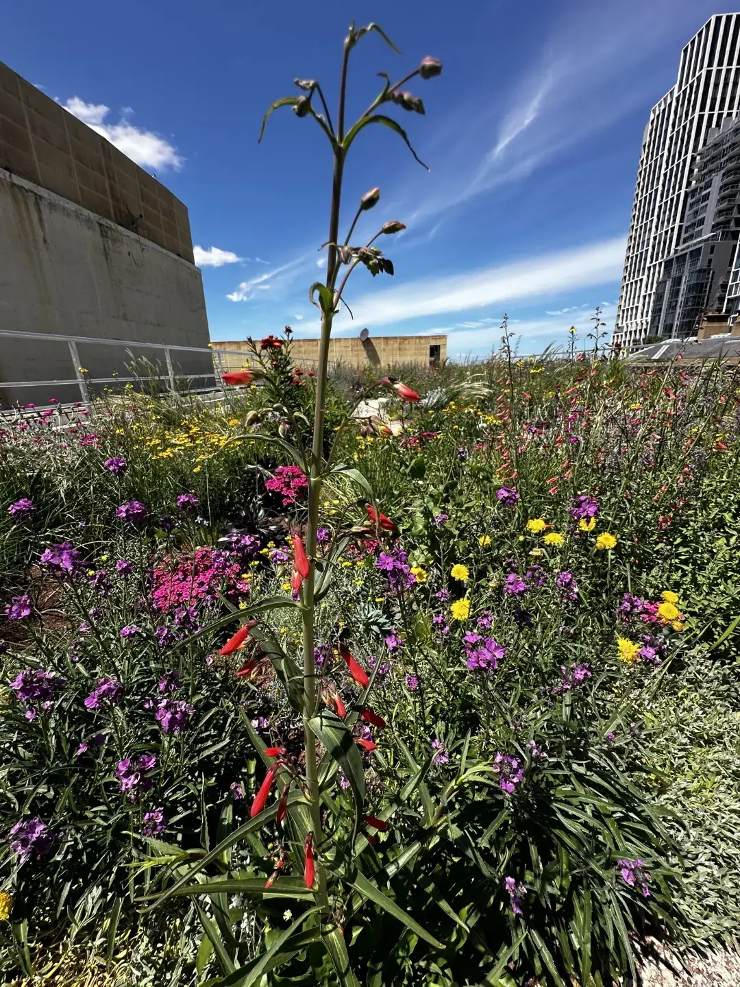 Red tubular flower among colorful wildflowers on urban rooftop garden