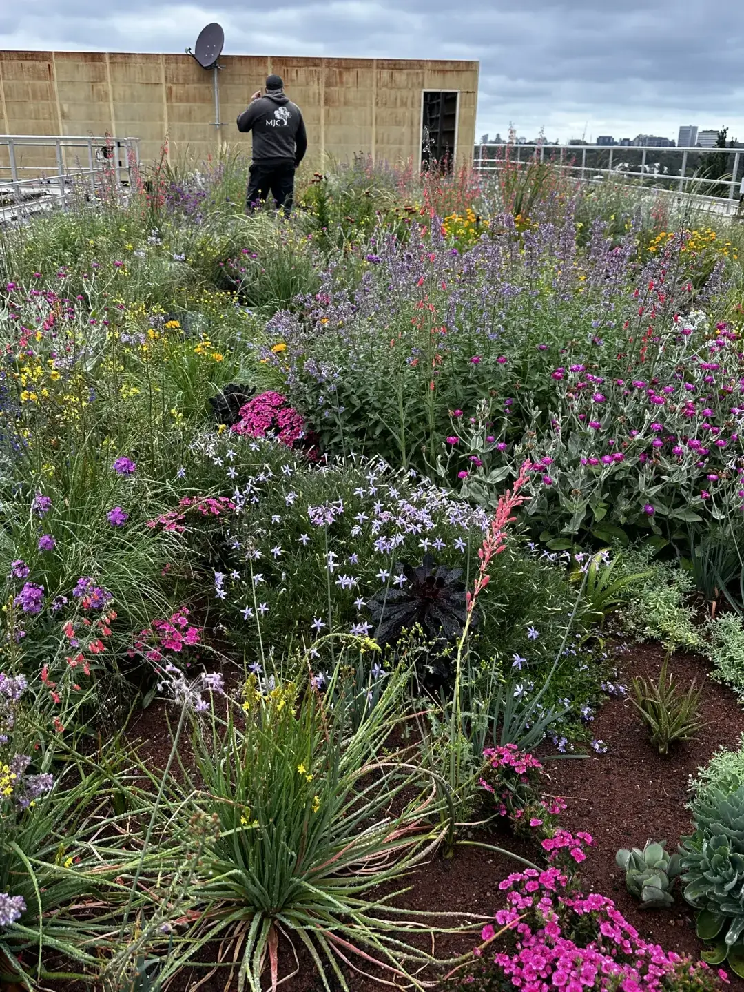 Vibrant rooftop garden with colorful wildflowers and grasses under cloudy sky