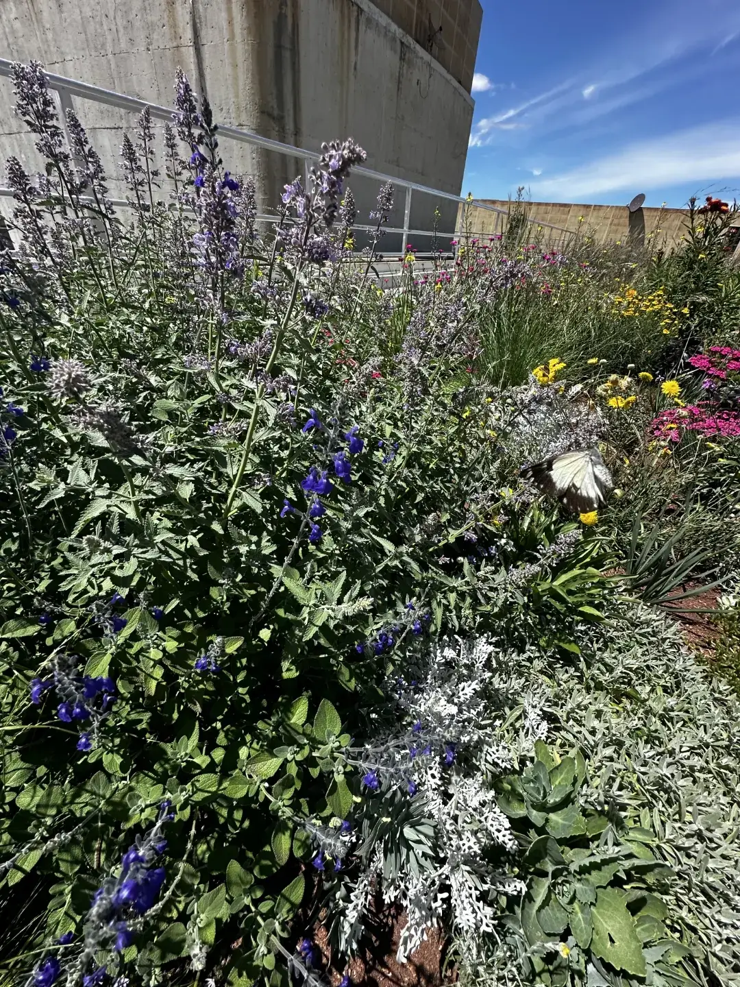 Urban rooftop garden with blue, yellow, and pink wildflowers, white butterfly