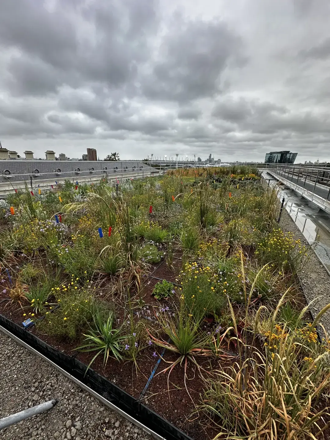 Urban rooftop garden with wildflowers and grasses under cloudy sky