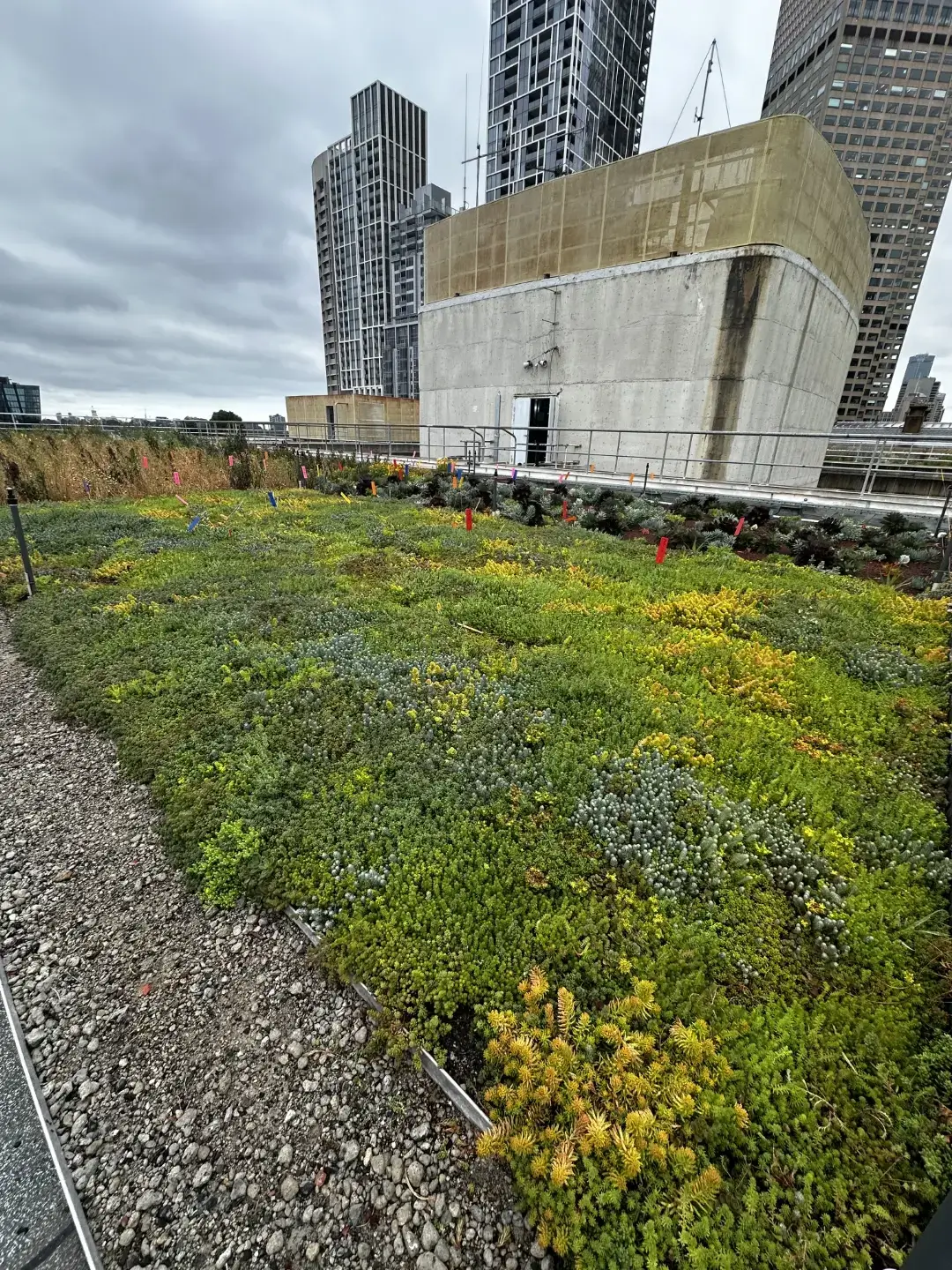Green rooftop with diverse vegetation against urban high-rise buildings backdrop