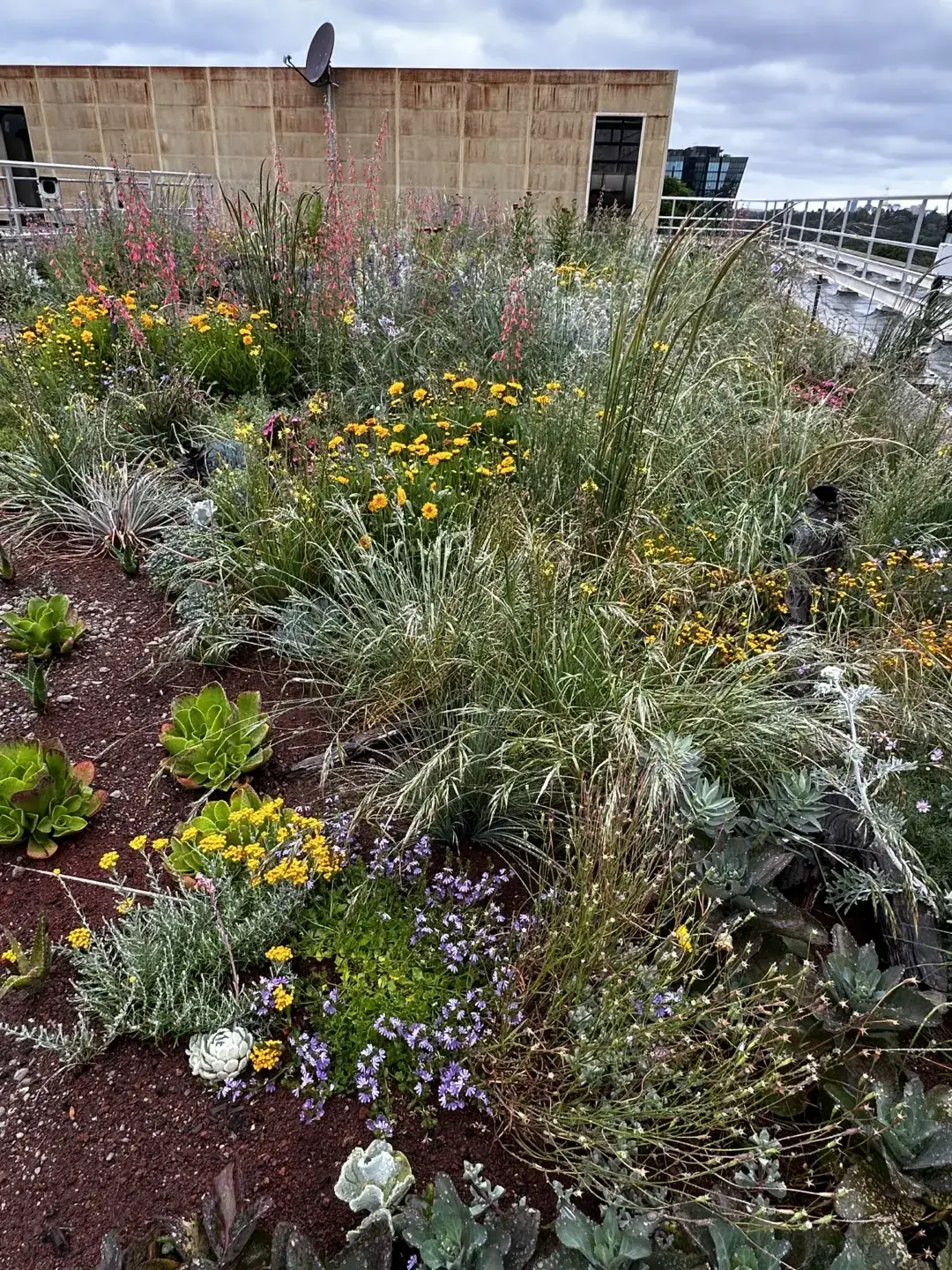 Rooftop garden with diverse wildflowers, grasses, and succulents against urban backdrop