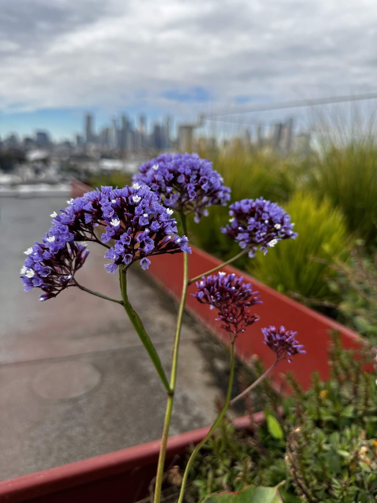 Purple flowers bloom with city skyline in soft-focused background