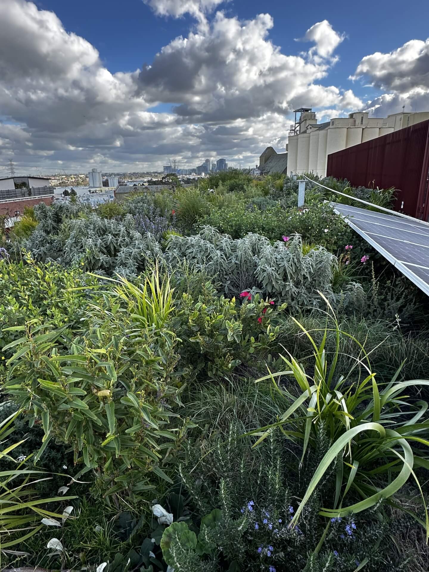 Urban rooftop garden with diverse plants, solar panels, and city skyline