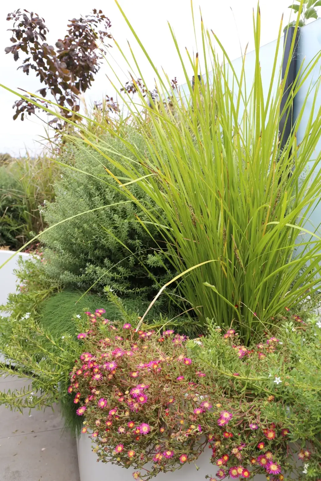 Vibrant garden with ornamental grasses, pink flowers, and dark-leaved shrub