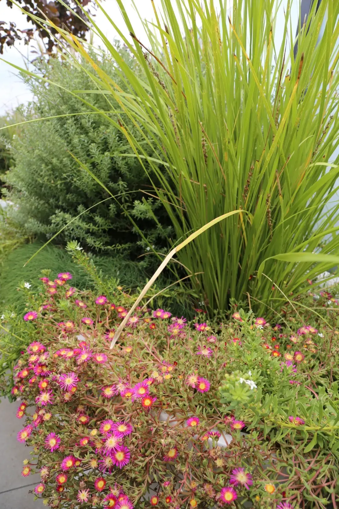 Tall green grass with pink and yellow flowers in a garden landscape