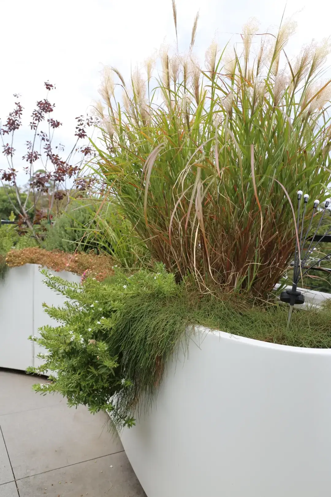Ornamental grasses in a white planter with mixed green and burgundy plants
