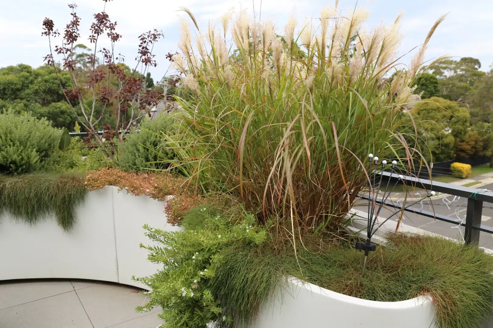 Ornamental grasses in white curved planters with red-leafed shrub backdrop