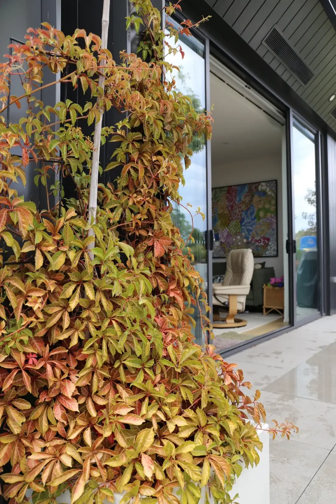 Autumn-colored climbing plant covering wall near glass door and interior
