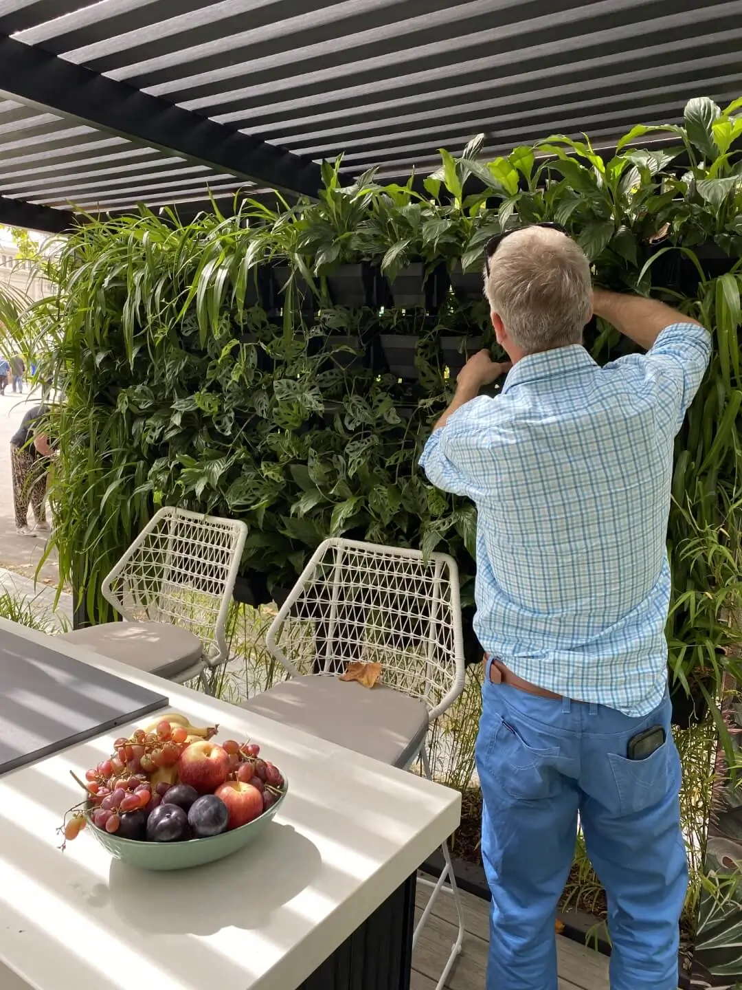Person tending to lush vertical garden with fruit bowl in foreground