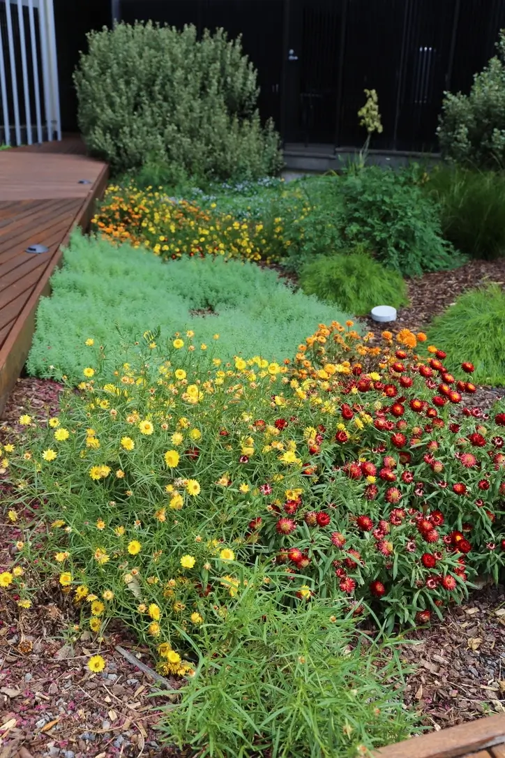 Colorful garden with yellow and red flowers, green plants, and wooden deck