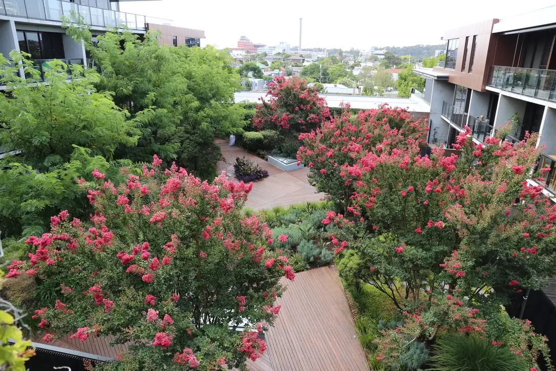 Urban rooftop garden with pink crepe myrtle trees and wooden walkways