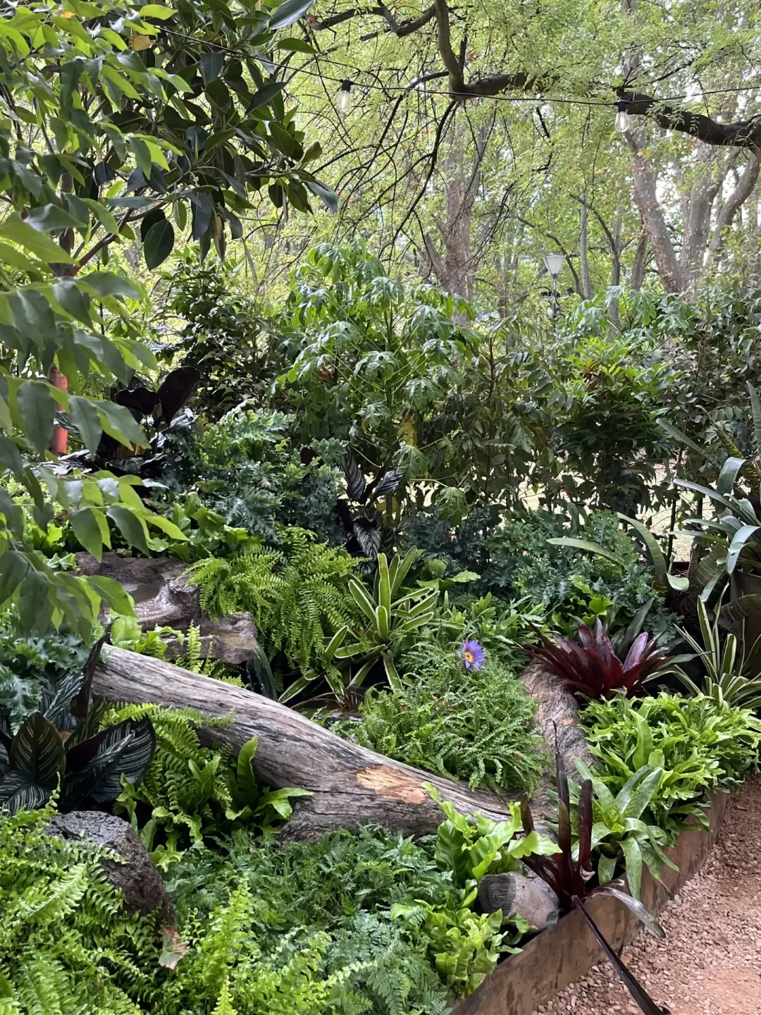 Lush garden with ferns, fallen logs, and diverse green plants in natural setting