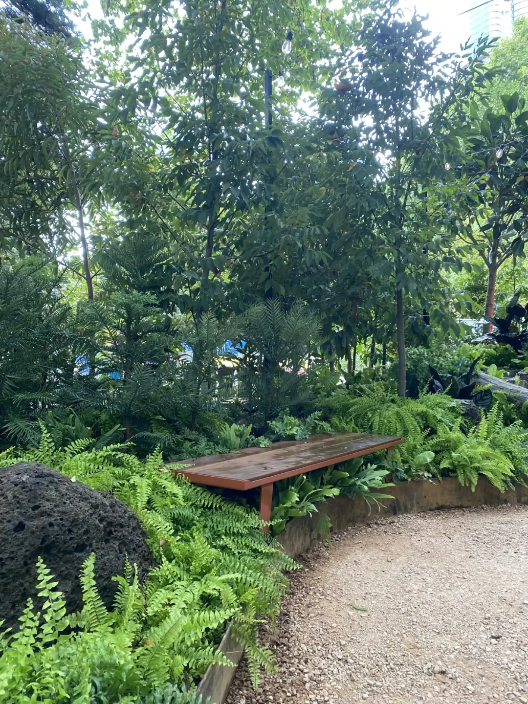 Wooden bench nestled among lush green ferns and trees in a garden