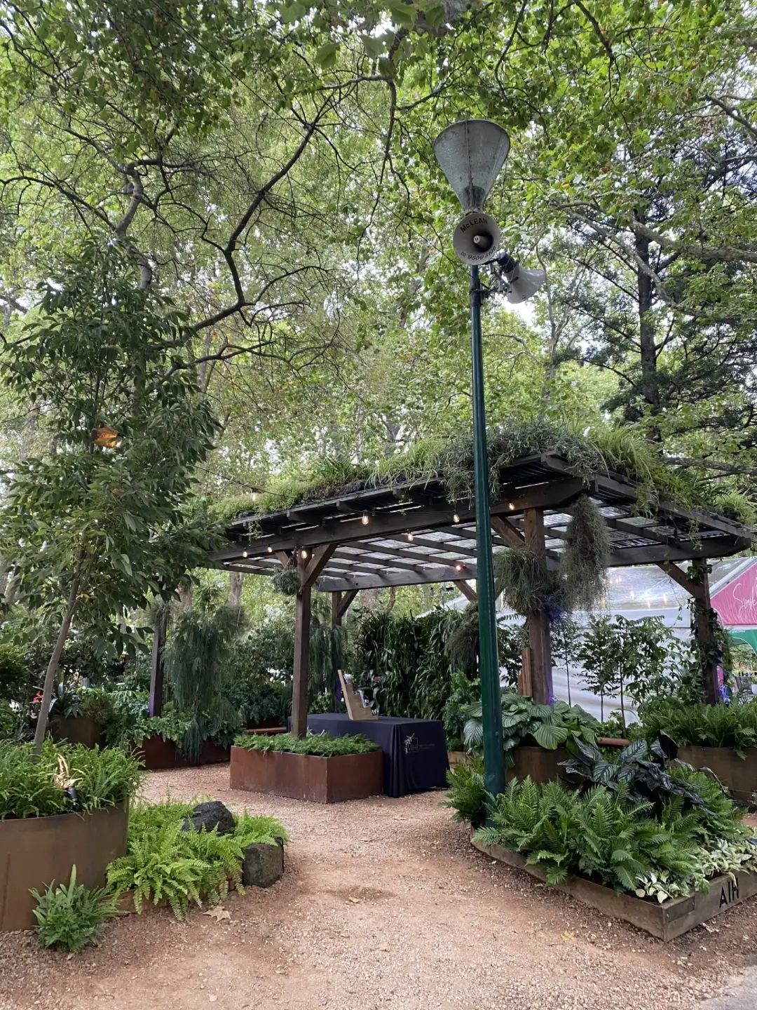 Green garden with wooden pergola, ferns, and string lights
