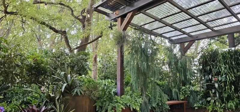 Lush greenhouse interior with wooden structure and hanging green plants