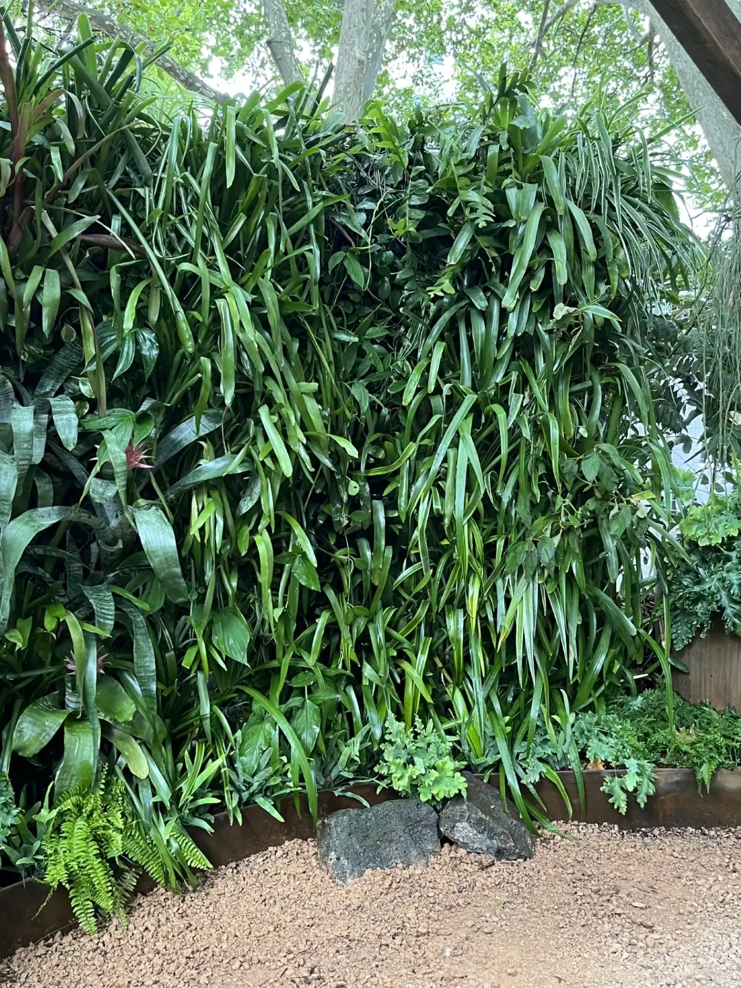 Lush green vertical garden with diverse plants and hanging leaves