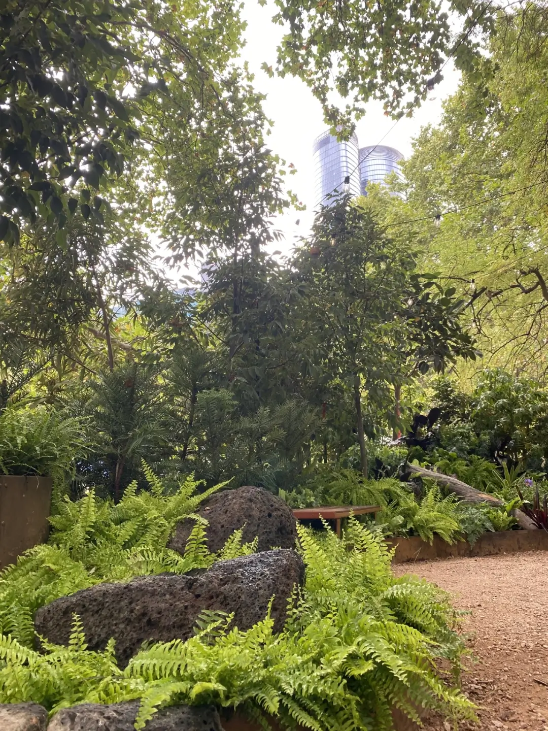 Urban garden with lush ferns, rocks, and skyscrapers peeking through trees