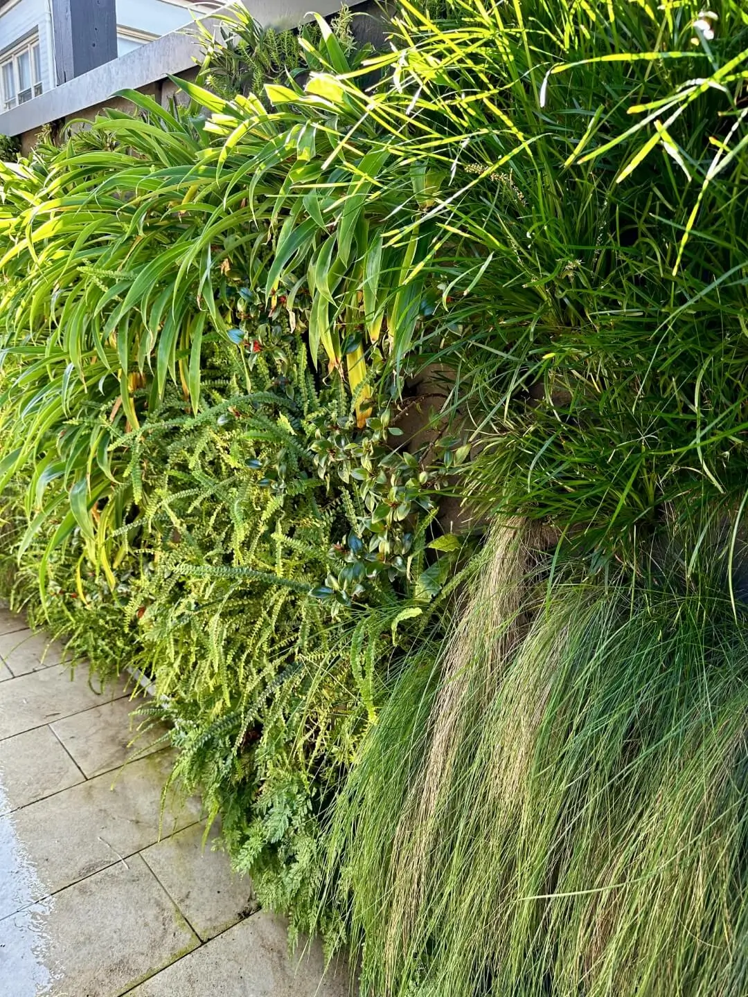 Lush green vertical garden with ferns and grasses along stone walkway