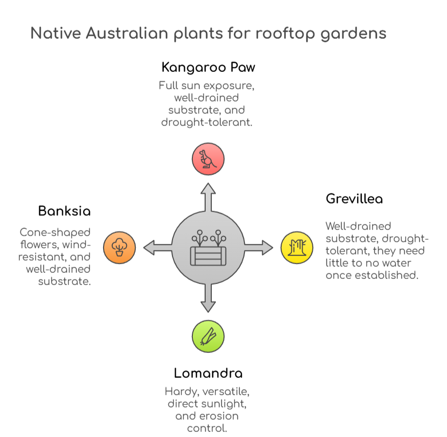 An infographic that illustrates the best native Australian plants for rooftop gardens