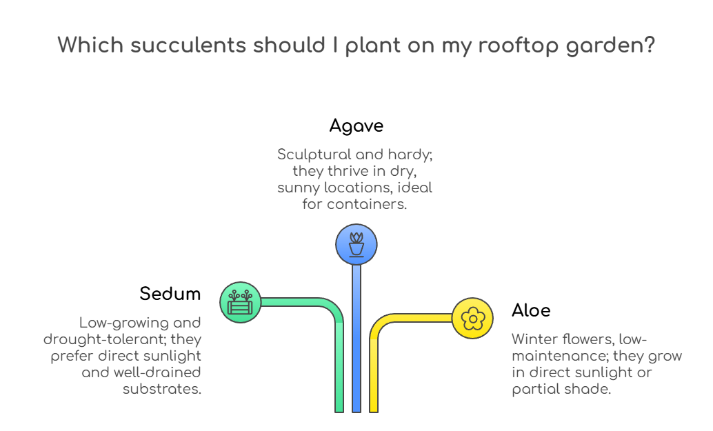 An infographic that illustrates the best succulents for rooftop gardens