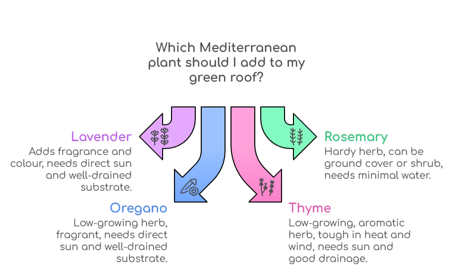 An infographic that shows the best Mediterranean plants for rooftop gardens