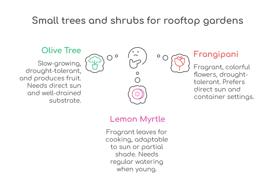 An infographic that illustrates the best small trees and shrubs for rooftop gardens