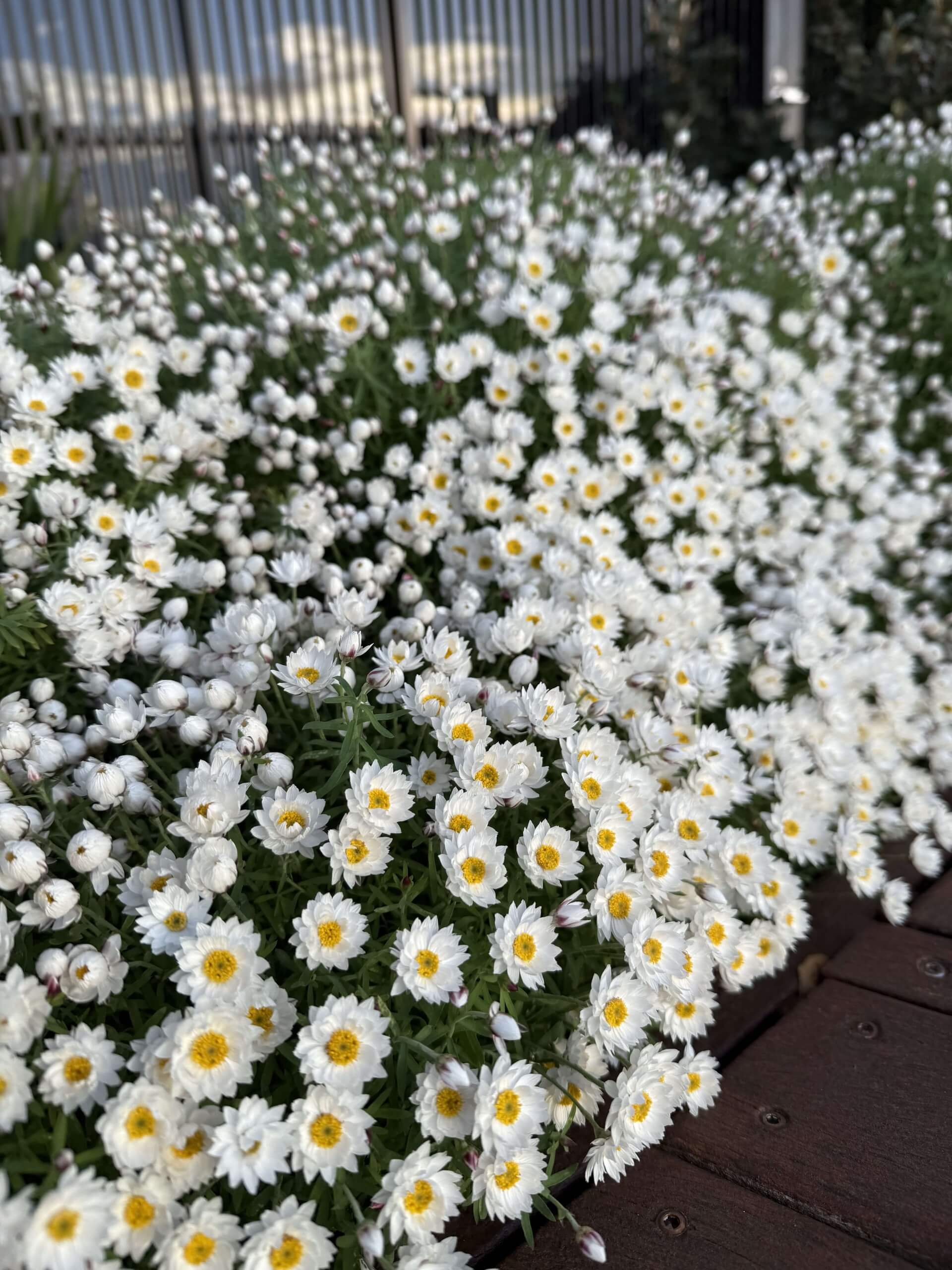 A thick patch of small white flowers with yellow centers next to a wooden deck.