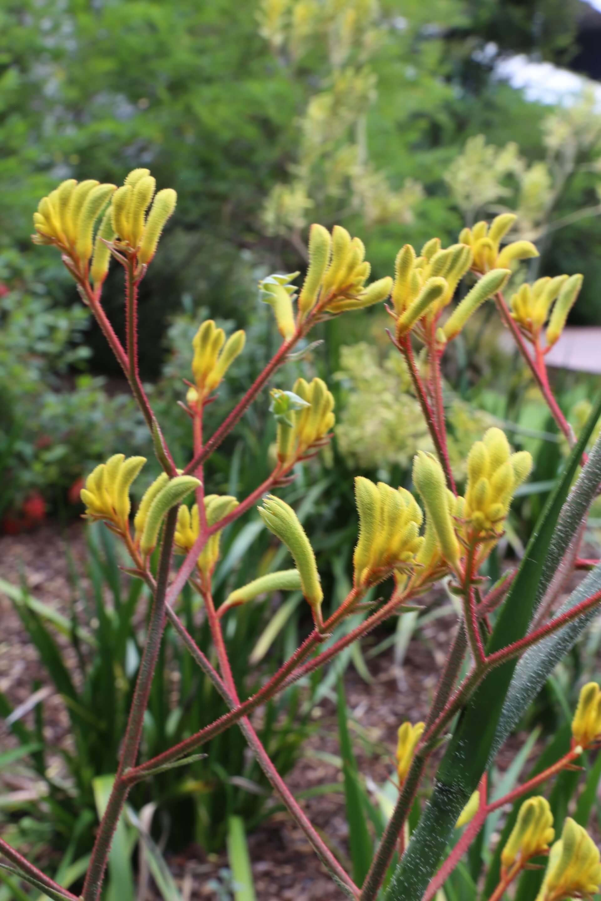 Close-up of yellow kangaroo paw flowers on red stems in a garden.